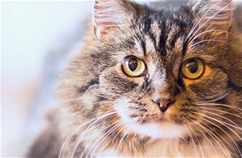 A diet high in acidity or calcium, magnesium. 10 Common Causes of Kidney Disease in Cats