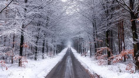 Nature Forest Road With Snow During Winter 4k Hd Nature Wallpapers Hd