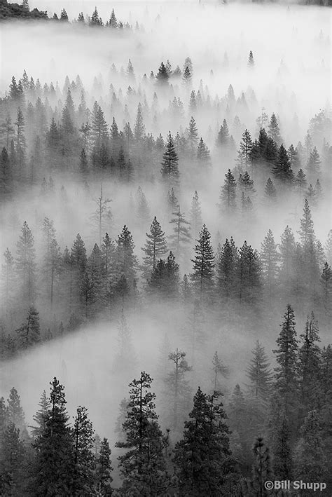 Valley Mist Mists Forest Wallpaper Nature Photography
