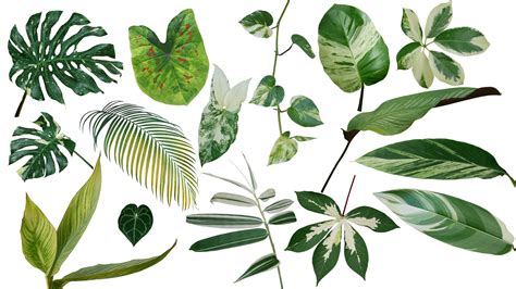 Botánica Estudio De Las Plantas Definiciones Y Conceptos