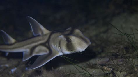 Port Jackson Shark Great Southern Reef