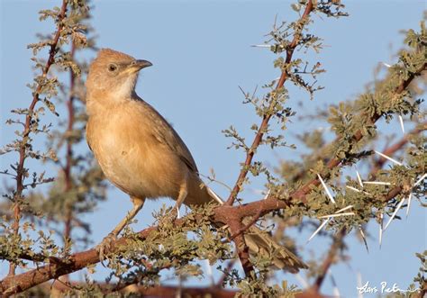 Fulvous Babbler Western Sahara Bird Images From Foreign Trips