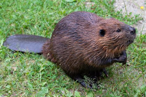 North American Beaver Facts Critterfacts