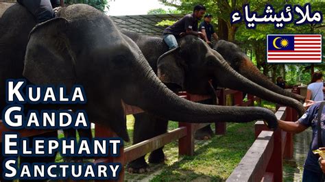 Price 600 myr for tour. Elephant Sanctuary Kuala Gandah Malaysia - YouTube