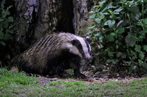 Government Announces Badger Culling To Continue Despite Public
