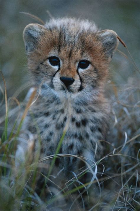 Cute Baby Animals 100 Reasons To Go Ahhhh Cheetah Cubs Cute Baby