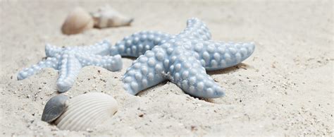 Free Picture Seashore Shell Starfish Ocean Sea Sand Seashell Beach