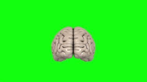 Human Brain Rotate Green Screen Stock Footage Video 100 Royalty Free