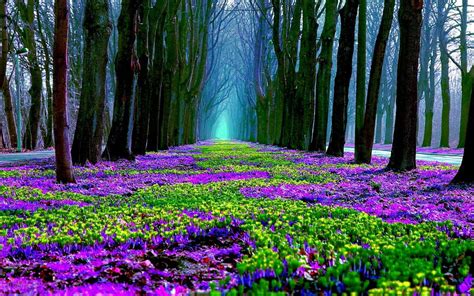 1080p Free Download Purple Forest Purple Flowers Trees Forest Hd
