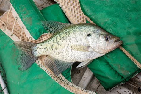 9 Best Spring Crappie Lures Of 2023