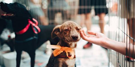 National Adopt a Shelter Pet Day in 2020/2021 - When, Where, Why, How