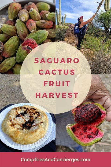 Native inhabitants of cactus ranges had to figure out which were edible plants and which. Saguaro Cactus Fruit Harvest | Foodie travel, Arizona ...