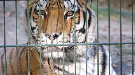 The Siberian Tiger Panthera Tigris Altaica Wild Animals In Captivity