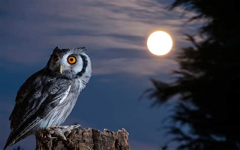 Hd Wallpaper Owl Moon Bird At Night Wallpaper Flare