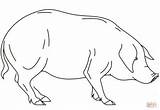 Pig Coloring Realistic Printable Drawing sketch template