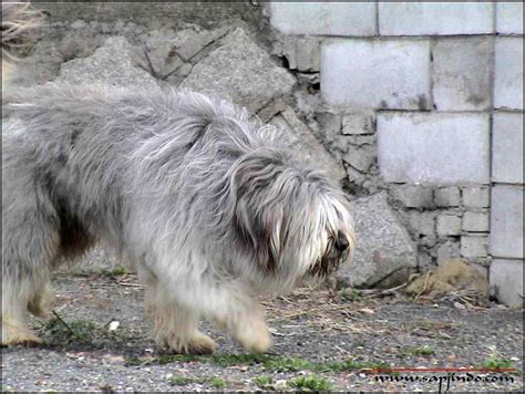 Sapsal dog has been recently designated as a cultural guard dog of buddhist temples in the nation. Walking Sapsali dog photo and wallpaper. Beautiful Walking ...