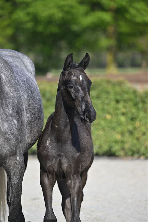 Lord Landino Z Breederszangersheideauction