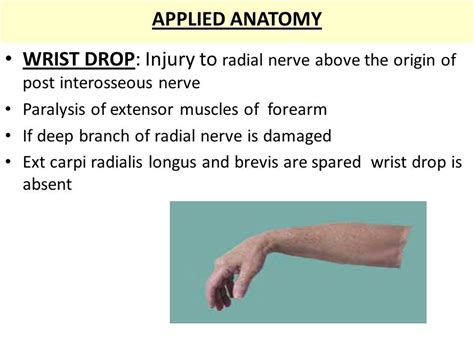 Image Result For Wrist Extension And Flexion Nerve Radial Nerve