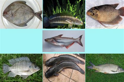 Ikan ini menjadi ikan yang unik dan lucu dibandingkan jenis ikan hias air tawar lainnya. Ikan Air Tawar yang Sering Dikonsumsi Masyarakat Indonesia