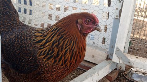 ameraucana chicken breeds the definitive guide guerrilla homesteader