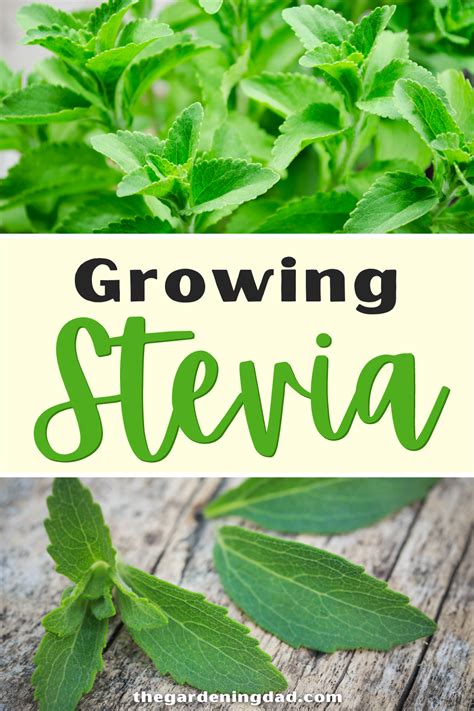 10 Simple Tips How To Grow Stevia The Gardening Dad In 2021 Growing