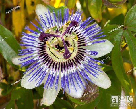Blue Passion Flower Passiflora Caerulea Stock Photo Picture And
