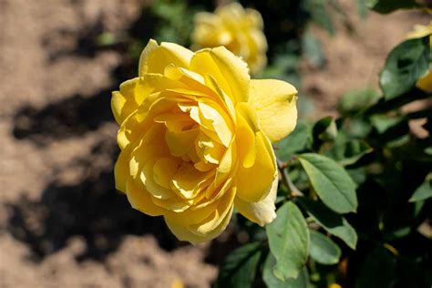 13 Of The Best Yellow Rose Varieties To Add Sunshine To Your Garden