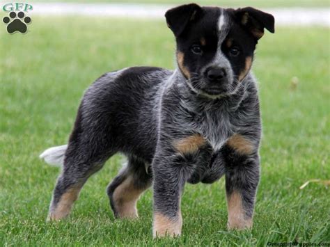 Trent Blue Heeler Mix Puppy For Sale From Gordonville Pa Baby