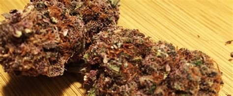 Black Haze Strain Review Origin Effects Yield And More