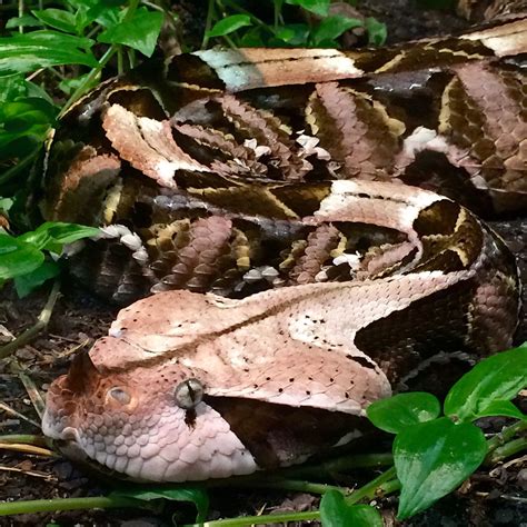 Gaboon Viper These Snakes Have The Longest Fangs On Record And Are
