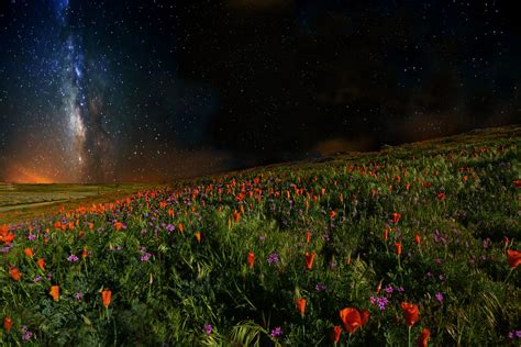 Star Fields | Stars shine over fields of poppies and other f… | Flickr