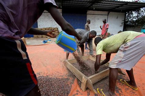 Child Labour Still Prevalent In West Africa Cocoa Sector Despite