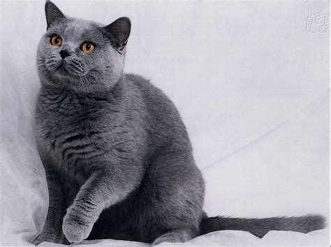 Top 10 Most Expensive Cat Breeds Wow Amazing