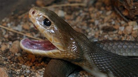 Coastal Taipan Facts And Pictures Reptile Fact