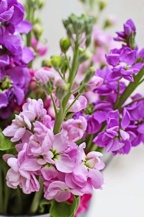 51 Best Stock Images Stock Flower Flowers Wedding Flowers