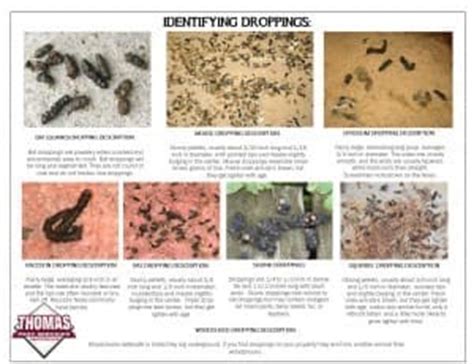 Your animal droppings stock images are ready. Blog - Identifying Rodent Droppings and Animal Droppings