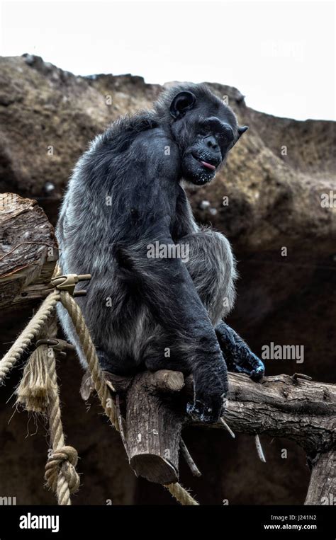 Calm Adult Chimpanzee Sitting On Tree Trunk In Area Loro Parque Zoo