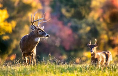 Maryland Deer Archery Season Opens Sept 7 Outdoor Wire