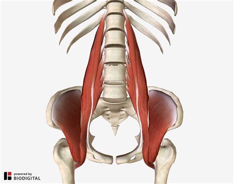 Preventing lower back muscle strains. Iliopsoas Syndrome: The Hidden Root of Pain