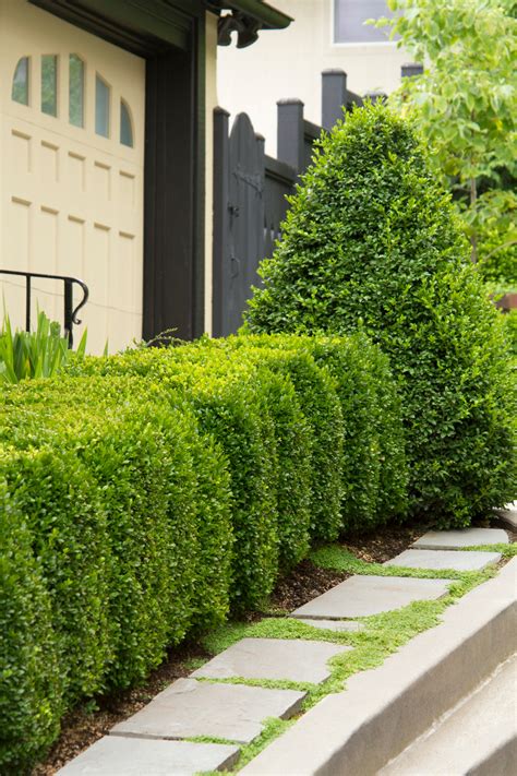 Green Mountain Boxwood Green Mountain Boxwood Boxwood Landscaping