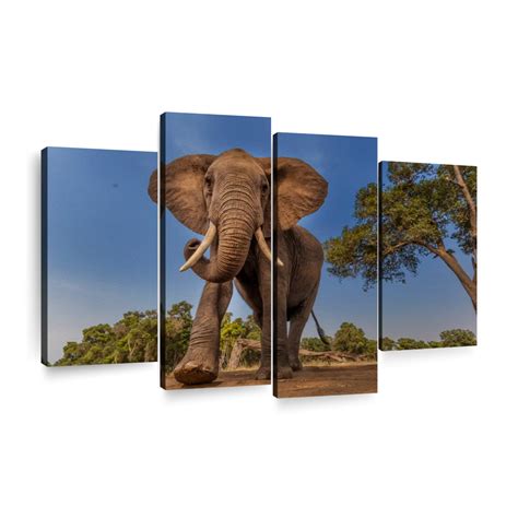Playful African Elephant Wall Art Photography