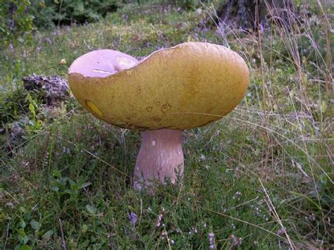 Boletus Pinophilus The Ultimate Mushroom Guide