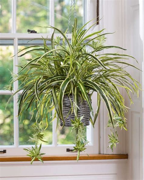 How To Care For Spider Plants One Of The Most Adaptable Plants To Grow