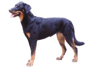Beauceron's come in black with distinct tan markings and in a less common harlequin coat with patches of gray, black and tan. Rasstandaard — De Beauceron — Beauceronclub Nederland ...
