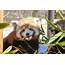 Oklahoma City Zoo Launches Red Panda Cam  KFORcom