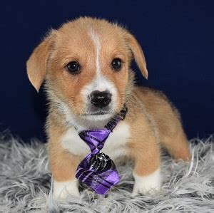 It's free to post an ad. Corgi Puppies for sale in PA | Ridgewood Corgi Puppy Adoptions