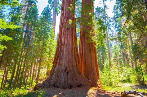 Ranked Americas Most Beautiful National Forests