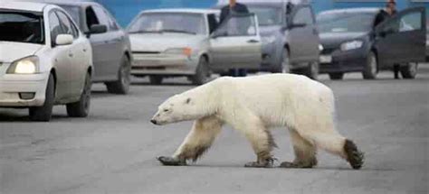 exhausted hungry polar bear seen wandering in siberian city climate samurai