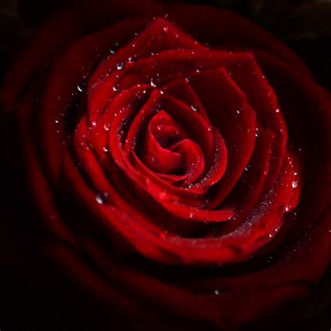 Download Wallpaper Water Drops On Red Rose 2048x2048
