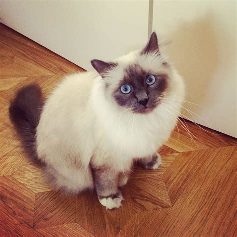 Seven Unexpected Ways Birman Kitten Growth Chart Can Make Your Life